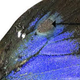 Illustration for article titled These Butterflies Put Only A Minimal Effort Into Avoiding Interspecies Mating